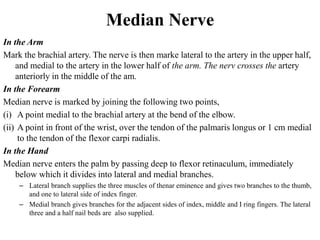 Median Nerve
In the Arm
Mark the brachial artery. The nerve is then marke lateral to the artery in the upper half,
and medial to the artery in the lower half of the arm. The nerv crosses the artery
anteriorly in the middle of the am.
In the Forearm
Median nerve is marked by joining the following two points,
(i) A point medial to the brachial artery at the bend of the elbow.
(ii) A point in front of the wrist, over the tendon of the palmaris longus or 1 cm medial
to the tendon of the flexor carpi radialis.
In the Hand
Median nerve enters the palm by passing deep to flexor retinaculum, immediately
below which it divides into lateral and medial branches.
– Lateral branch supplies the three muscles of thenar eminence and gives two branches to the thumb,
and one to lateral side of index finger.
– Medial branch gives branches for the adjacent sides of index, middle and I ring fingers. The lateral
three and a half nail beds are also supplied.
 