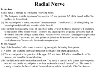 Radial Nerve
In the Arm
Radial nerve is marked by joining the following points.
(i) The first point is at the junction of the anterior 1 /3 and posterior 2/3 of the lateral wall of the
axilla at its lower limit.
(ii) The second point is at the junction of the upper upper 1/3 and lower 2/3 of a line joining the
lateral epicondyle with the insertion of the Deltoid .
(iii) The third point is on the front of the elbow at the level of the lateral epicondyle 1 cm lateral
to the tendon of the biceps brachii . The first and second points are joined across the back of
the arm to mark the oblique course of the ' radial nerve in the radial (spiral) groove (posterior
compartment). The second and third points are joined on the front of the arm to mark the
vertical course of the nerve in the anterior compartment.
In the Forearm
Superficial branch of radial nerve is marked by joining the following three points.
(i) A point 1 cm lateral to the biceps tendon at the level of the lateral epicondyle .
(ii) The second point at the junction of the upper 2/3 and lower 1/3 of the lateral border of the
forearm just lateral to the radial artery.
(iii) The third point at the anatomical snuff box. The nerve is vertical in its course between points
one and two. At the second point it inclines backwards to reach the snuff box. The nerve is
closely related to the lateral side of the radial artery only in the middle 1/3 of the forearm.
 