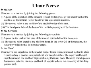 Ulnar Nerve
In the Arm
Ulnar nerve is marked by joining the following points.
(i) A point at the j unction of the anterior 1/3 and posterior 2/3 of the lateral wall of the
axilla at its lower limit (lower border of the teres major muscle) .
(ii) The second point at the middle of the medial border of the arm.
(iii) The third point behind the base of the medial epicondyle of the humerus.
In the Forearm
Ulnar nerve is marked by joining the following two points.
(i) A point on the back of the base of the medial epicondyle of the humerus .
(ii) The second point lateral to the pisiform bone. In the lower 2/3 of the forearm, the
ulnar nerve lies medial to the ulnar artery.
In the Hand
Ulnar nerve lies superficial to the medial part of flexor retinaculum and medial to ulnar
vessels where it divides into superficial and deep branches. The superficial branch
supplies medial one and half digits including their nail beds. The deep branch passes
backwards between pisiform and hook of hamate to lie in the concavity of the deep
palmar arch.
 