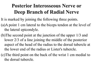 Posterior Interosseous Nerve or
Deep Branch of Radial Nerve
It is marked by joining the following three points.
(a)A point 1 cm lateral to the biceps tendon at the level of
the lateral epicondyle.
(b)The second point at the junction of the upper 1/3 and
lower 2/3 of a line joining the middle of the posterior
aspect of the head of the radius to the dorsal tubercle at
the lower end of the radius or Lister's tubercle.
(c)The third point on the back of the wrist 1 cm medial to
the dorsal tubercle.
 