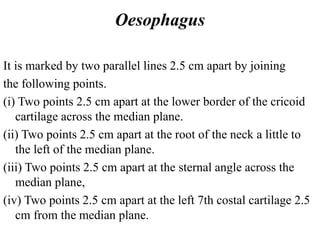 Oesophagus
It is marked by two parallel lines 2.5 cm apart by joining
the following points.
(i) Two points 2.5 cm apart at the lower border of the cricoid
cartilage across the median plane.
(ii) Two points 2.5 cm apart at the root of the neck a little to
the left of the median plane.
(iii) Two points 2.5 cm apart at the sternal angle across the
median plane,
(iv) Two points 2.5 cm apart at the left 7th costal cartilage 2.5
cm from the median plane.
 