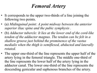 Femoral Artery
• It corresponds to the upper two-thirds of a line joining the
following two points.
• (a) Midinguinal point: A point midway between the anterior
superior iliac spine and the pubic symphysis .
• (b) Adductor tubercle: It lies at the lower end of the cord-like
tendon of the adductor magnus. The tendon can be felt in a
shallow groove just behind the prominence of the vastus
medialis when the thigh is semiflexed, abducted and laterally
rotated.
• The upper one-third of the line represents the upper half of the
artery lying in the femoral triangle. The middle one-third of
the line represents the lower half of the artery lying in the
adductor canal. The lower one-third of the line represents the
descending genicular and saphenous branches of the artery.
 