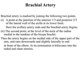 Brachial Artery
Brachial artery is marked by joining the following two points.
(i) A point at the junction of the anterior 1/3 and posterior 2/3
of the lateral wall of the axilla at its lower limit.
Here the axillary artery ends and the brachial artery begins.
(ii) The second point, at the level of the neck of the radius
medial to the tendons of the biceps brachii.
Thus the artery begins on the medial side of the upper part of the
arm, and runs downwards and slightly laterally to end
in front of the elbow. At its termination it bifurcates into the
radial and ulnar arteries.
 