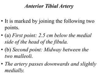 Anterior Tibial Artery
• It is marked by joining the following two
points.
• (a) First point: 2.5 cm below the medial
side of the head of the fibula.
• (b) Second point: Midway between the
two malleoli.
• The artery passes downwards and slightly
medially.
 