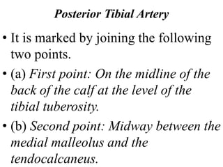 Posterior Tibial Artery
• It is marked by joining the following
two points.
• (a) First point: On the midline of the
back of the calf at the level of the
tibial tuberosity.
• (b) Second point: Midway between the
medial malleolus and the
tendocalcaneus.
 