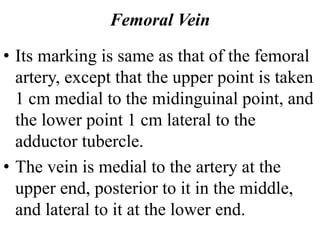 Femoral Vein
• Its marking is same as that of the femoral
artery, except that the upper point is taken
1 cm medial to the midinguinal point, and
the lower point 1 cm lateral to the
adductor tubercle.
• The vein is medial to the artery at the
upper end, posterior to it in the middle,
and lateral to it at the lower end.
 