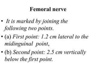 Femoral nerve
• It is marked by joining the
following two points.
• (a) First point: 1.2 cm lateral to the
midinguinal point,
• (b) Second point: 2.5 cm vertically
below the first point.
 