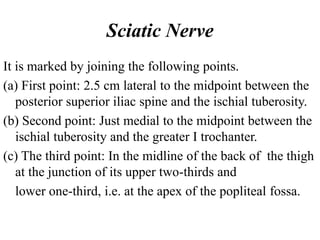 Sciatic Nerve
It is marked by joining the following points.
(a) First point: 2.5 cm lateral to the midpoint between the
posterior superior iliac spine and the ischial tuberosity.
(b) Second point: Just medial to the midpoint between the
ischial tuberosity and the greater I trochanter.
(c) The third point: In the midline of the back of the thigh
at the junction of its upper two-thirds and
lower one-third, i.e. at the apex of the popliteal fossa.
 