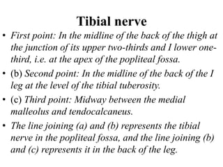 Tibial nerve
• First point: In the midline of the back of the thigh at
the junction of its upper two-thirds and I lower one-
third, i.e. at the apex of the popliteal fossa.
• (b) Second point: In the midline of the back of the I
leg at the level of the tibial tuberosity.
• (c) Third point: Midway between the medial
malleolus and tendocalcaneus.
• The line joining (a) and (b) represents the tibial
nerve in the popliteal fossa, and the line joining (b)
and (c) represents it in the back of the leg.
 