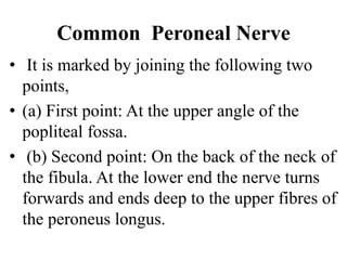 Common Peroneal Nerve
• It is marked by joining the following two
points,
• (a) First point: At the upper angle of the
popliteal fossa.
• (b) Second point: On the back of the neck of
the fibula. At the lower end the nerve turns
forwards and ends deep to the upper fibres of
the peroneus longus.
 
