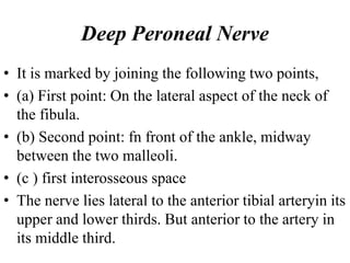 Deep Peroneal Nerve
• It is marked by joining the following two points,
• (a) First point: On the lateral aspect of the neck of
the fibula.
• (b) Second point: fn front of the ankle, midway
between the two malleoli.
• (c ) first interosseous space
• The nerve lies lateral to the anterior tibial arteryin its
upper and lower thirds. But anterior to the artery in
its middle third.
 