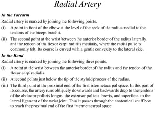 Radial Artery
In the Forearm
Radial artery is marked by joining the following points.
(i) A point in front of the elbow at the level of the neck of the radius medial to the
tendons of the biceps brachii.
(ii) The second point at the wrist between the anterior border of the radius laterally
and the tendon of the flexor carpi radialis medially, where the radial pulse is
commonly felt. Its course is curved with a gentle convexity to the lateral side.
In the Hand
Radial artery is marked by joining the following three points.
(i) A point at the wrist between the anterior border of the radius and the tendon of the
flexor carpi radialis.
(ii) A second points just below the tip of the styloid process of the radius.
(iii) The third point at the proximal end of the first intermetacarpal space. In this part of
its course, the artery runs obliquely downwards and backwards deep to the tendons
of the abductor pollicis longus, the extensor pollicis brevis, and superficial to the
lateral ligament of the wrist joint. Thus it passes through the anatomical snuff box
to reach the proximal end of the first intermetacarpal space.
 