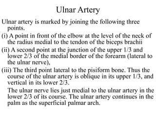 Ulnar Artery
Ulnar artery is marked by joining the following three
points.
(i) A point in front of the elbow at the level of the neck of
the radius medial to the tendon of the biceps brachii
(ii) A second point at the junction of the upper 1/3 and
lower 2/3 of the medial border of the forearm (lateral to
the ulnar nerve),
(iii) The third point lateral to the pisiform bone. Thus the
course of the ulnar artery is oblique in its upper 1/3, and
vertical in its lower 2/3.
The ulnar nerve lies just medial to the ulnar artery in the
lower 2/3 of its course. The ulnar artery continues in the
palm as the superficial palmar arch.
 