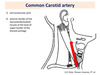 Common Carotid artery
1) sternoclavicular joint
2) anterior border of the
sternocleidomastoid
muscle at the level of
upper border of the
thyroid cartilage
A K Datta Human Anatomy 4th ed
 