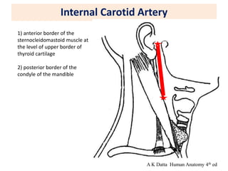 Internal Carotid Artery
1) anterior border of the
sternocleidomastoid muscle at
the level of upper border of
thyroid cartilage
2) posterior border of the
condyle of the mandible
A K Datta Human Anatomy 4th ed
 