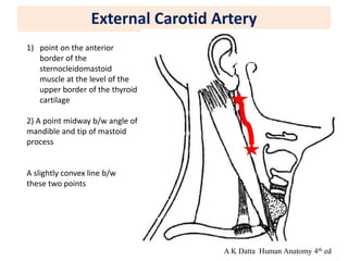 External Carotid Artery
1) point on the anterior
border of the
sternocleidomastoid
muscle at the level of the
upper border of the thyroid
cartilage
2) A point midway b/w angle of
mandible and tip of mastoid
process
A slightly convex line b/w
these two points
A K Datta Human Anatomy 4th ed
 