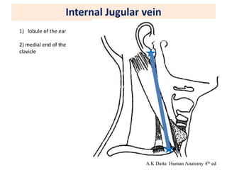 Internal Jugular vein
1) lobule of the ear
2) medial end of the
clavicle
A K Datta Human Anatomy 4th ed
 