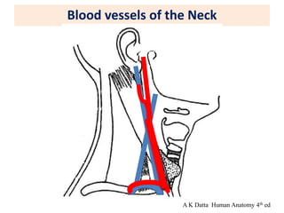 Blood vessels of the Neck
A K Datta Human Anatomy 4th ed
 