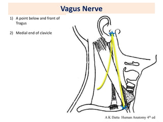Vagus Nerve
1) A point below and front of
Tragus
2) Medial end of clavicle
A K Datta Human Anatomy 4th ed
 