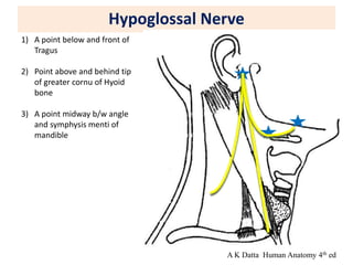 Hypoglossal Nerve
1) A point below and front of
Tragus
2) Point above and behind tip
of greater cornu of Hyoid
bone
3) A point midway b/w angle
and symphysis menti of
mandible
A K Datta Human Anatomy 4th ed
 