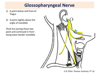 Glossopharyngeal Nerve
1) A point below and front of
Tragus
2) A point slightly above the
angle of mandible
Thick line joining these two
point and continued in front
along lower border mandible
A K Datta Human Anatomy 4th ed
 