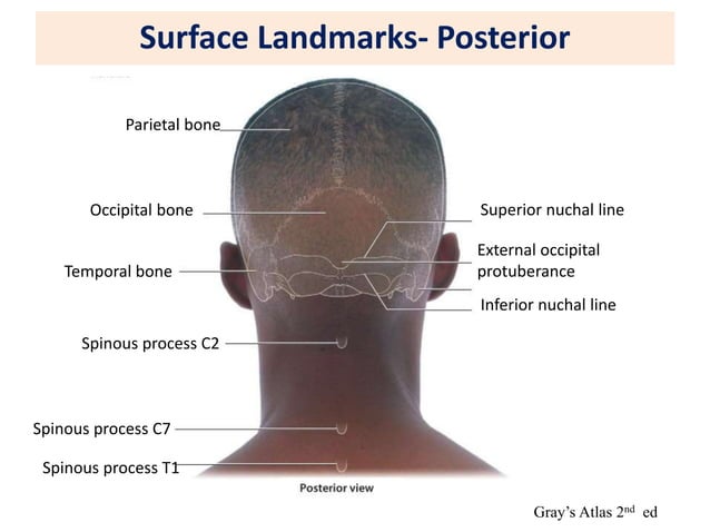 Surface marking Head Neck.ppt | Death, Injury, or Military Conflict ...