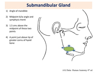 Submandibular Gland
1) Angle of mandible
2) Midpoint b/w angle and
symphysis menti
3) 1.5 cms above the
midpoint of these two
points
4) A point just above tip of
greater cornu of hyoid
bone
A K Datta Human Anatomy 4th ed
 