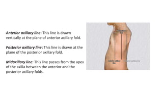 SURFACE ANATOMY & MARKINGS OF THE THORAX - ppt video online download