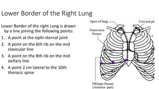 Lower Border of the Right Lung
Lower Border of the right Lung is drawn
by a line joining the following points:
1. A point at the xiphi-sternal joint
2. A point on the 6th rib on the mid
clavicular line
3. A point on the 8th rib on the mid
axillary line
4. A point 2 cm lateral to the 10th
thoracic spine
 