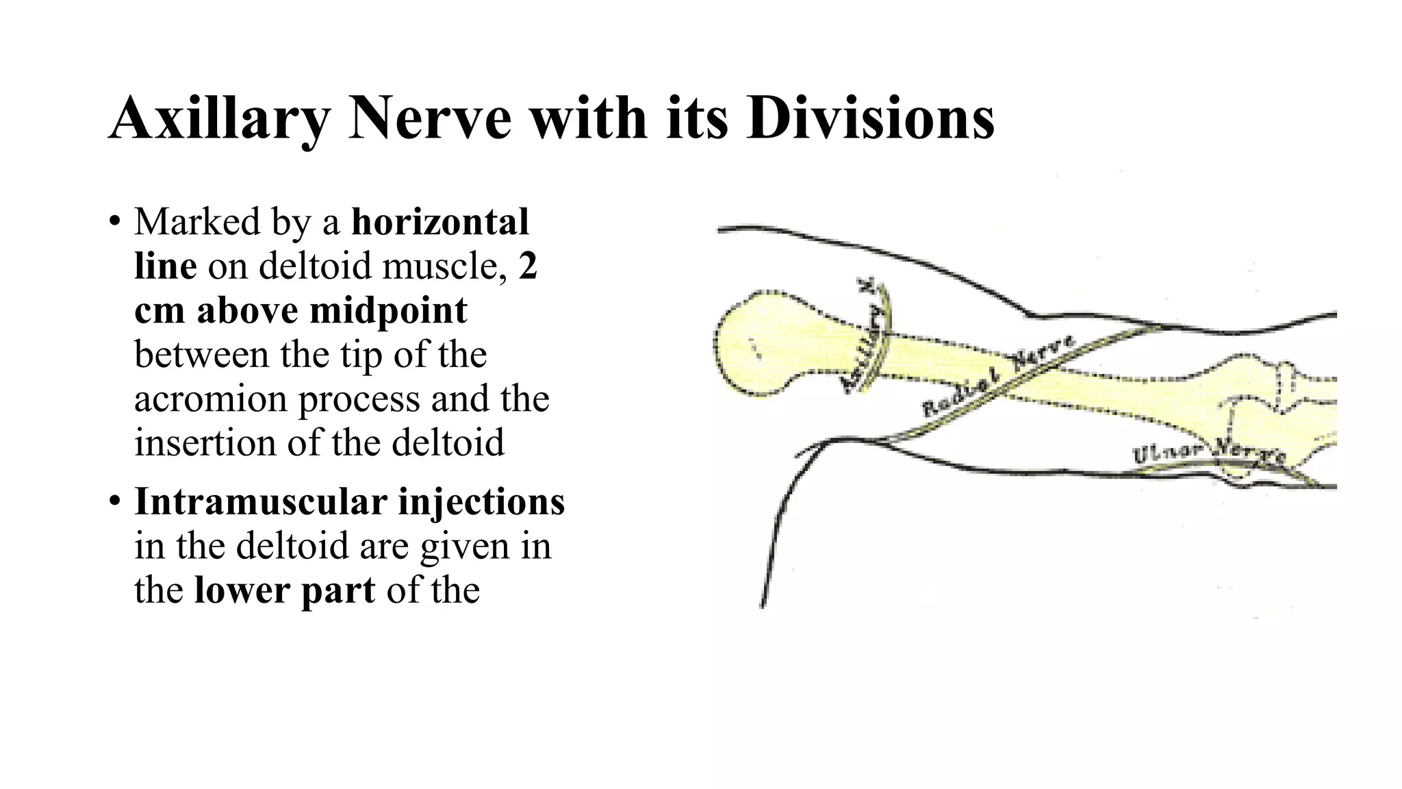 Surface marking upper limb | PPTX