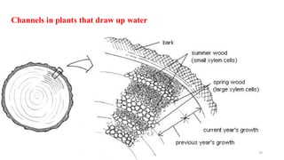 Surface tension of milk and determination of surface tension.pptx