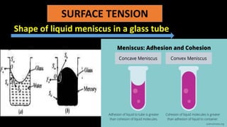 SURFACE TENSION
Shape of liquid meniscus in a glass tube
 
