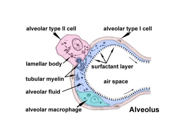 hiscience [licensed for non-commercial use only] / 3 ESO ... printable human body diagram injury 