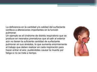 La deficiencia en la cantidad y/o calidad del surfactante
conlleva a alteraciones importantes en la función
pulmonar.
Un ejemplo es el síndrome de distrés respiratorio que se
produce en neonatos prematuros que al salir al exterior
aún no tienen la suficiente cantidad de surfactante
pulmonar en sus alvéolos, lo que aumenta enormemente
el trabajo que deben realizar en cada inspiración para
hacer entrar el aire; pudiéndoles causar la muerte por
fatiga si no se trata a tiempo.
 