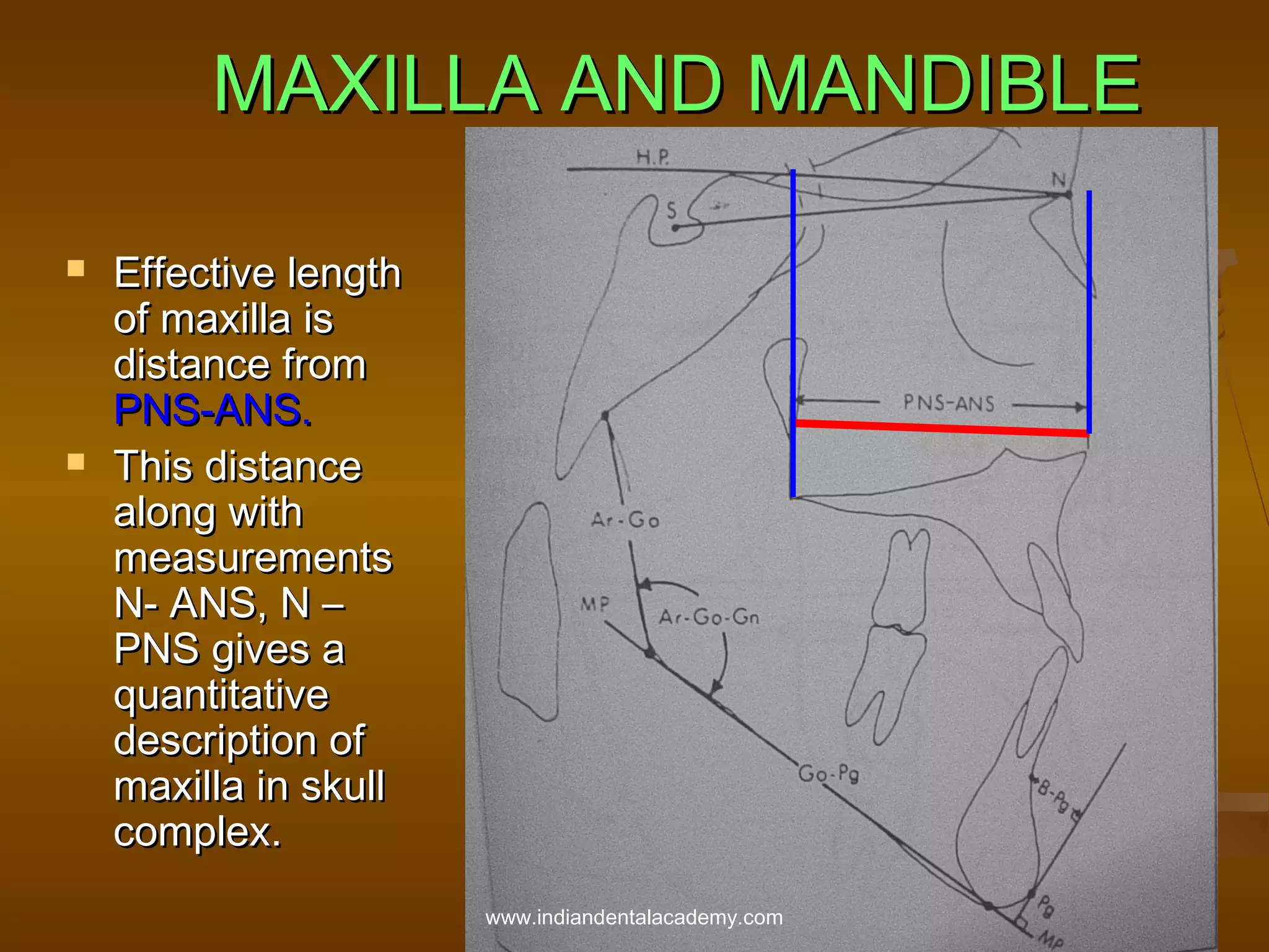 MAXILLA AND MANDIBLE




Effective length
of maxilla is
distance from
PNS-ANS.
This distance
along with
measurements
N- ANS, N –
PNS gives a
quantitative
description of
maxilla in skull
complex.
www.indiandentalacademy.com

 