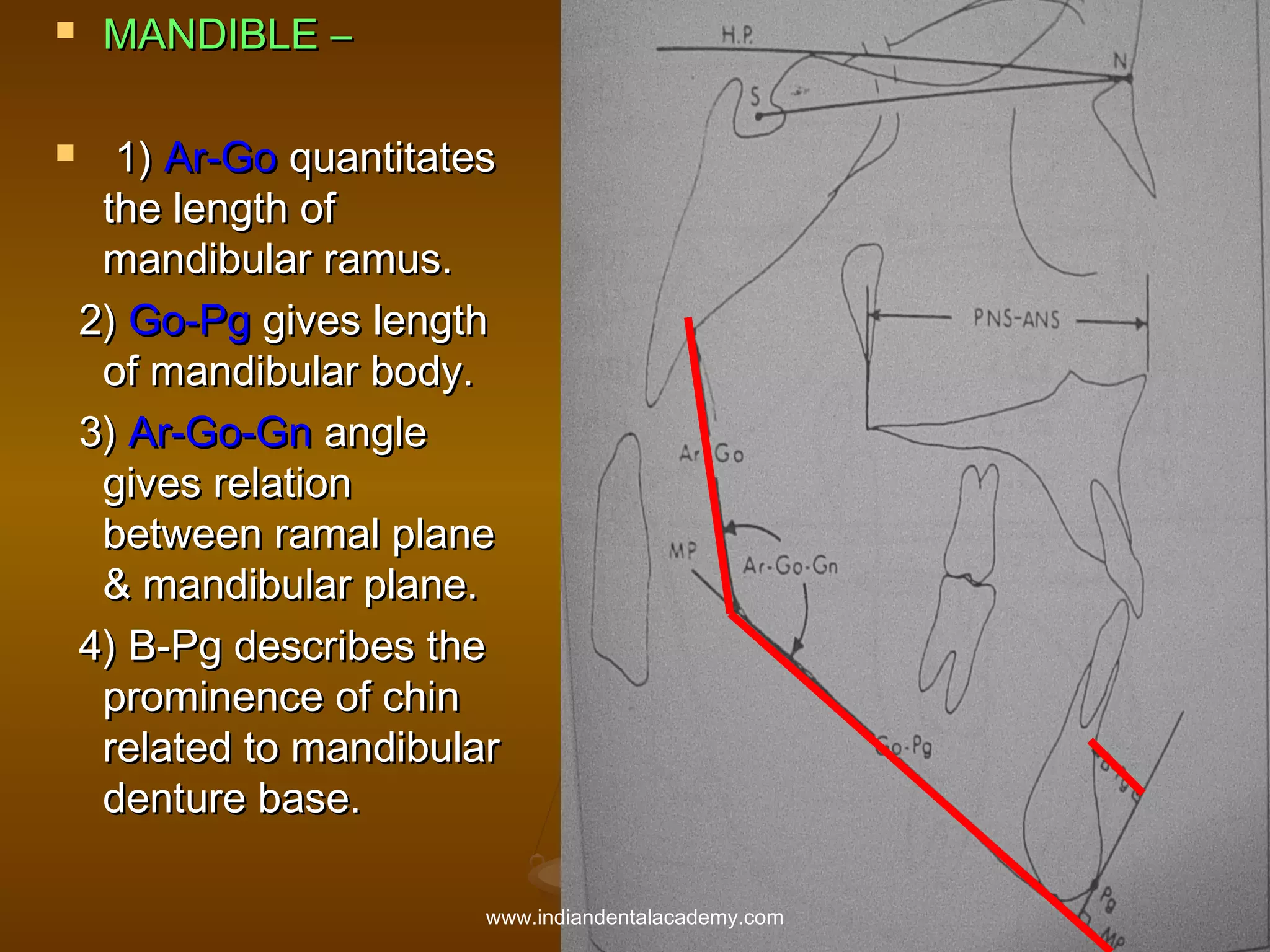 



MANDIBLE –
1) Ar-Go quantitates
the length of
mandibular ramus.
2) Go-Pg gives length
of mandibular body.
3) Ar-Go-Gn angle
gives relation
between ramal plane
& mandibular plane.
4) B-Pg describes the
prominence of chin
related to mandibular
denture base.
www.indiandentalacademy.com

 