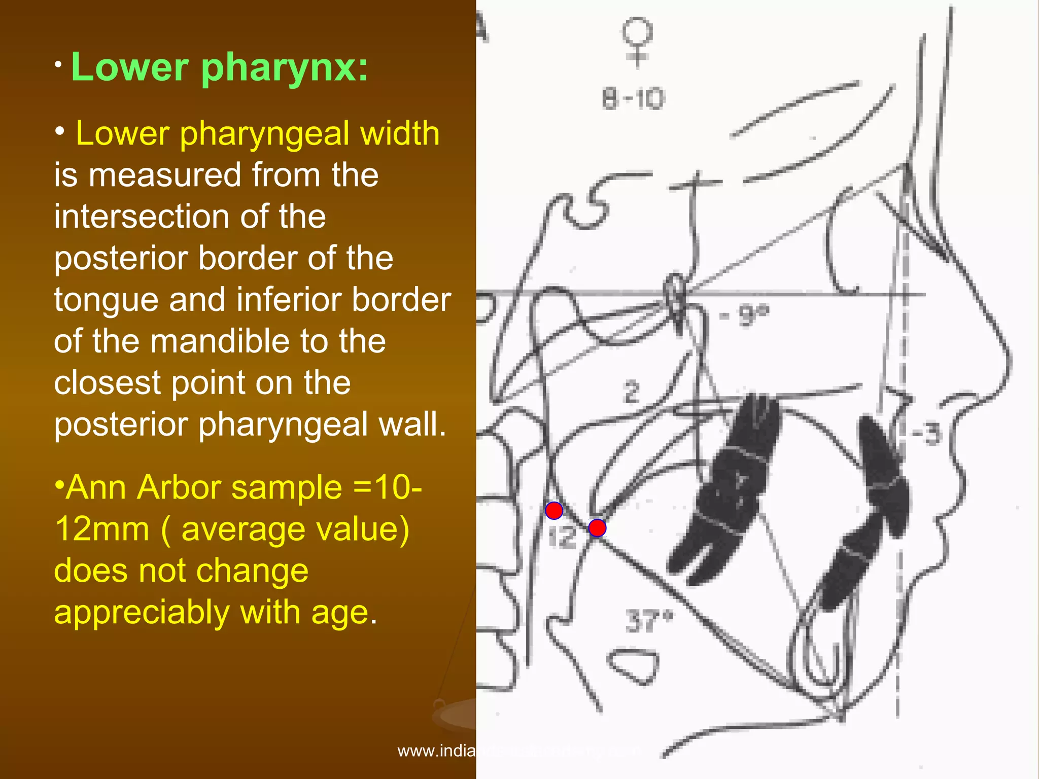 • Lower

pharynx:

• Lower pharyngeal width
is measured from the
intersection of the
posterior border of the
tongue and inferior border
of the mandible to the
closest point on the
posterior pharyngeal wall.
•Ann Arbor sample =1012mm ( average value)
does not change
appreciably with age.

www.indiandentalacademy.com

 