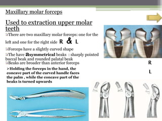 Maxillary molar forceps
Used to extraction upper molar
teeth
There are two maxillary molar forceps: one for the
left and one for the right side R & L
Forceps have a slightly curved shape
The have asymmetrical beaks : sharply pointed
buccal beak and rounded palatal beak
Beaks are broader than anterior forceps
Holding the forceps in the hand, the
concave part of the curved handle faces
the palm , while the concave part of the
beaks is turned upwards
R
L
 