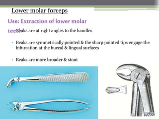 Lower molar forceps
• Beaks are at right angles to the handles
• Beaks are symmetrically pointed & the sharp pointed tips engage the
bifurcation at the buccal & lingual surfaces
• Beaks are more broader & stout
 