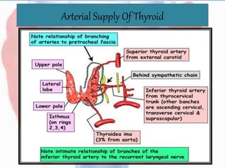 Arterial Supply Of Thyroid
 