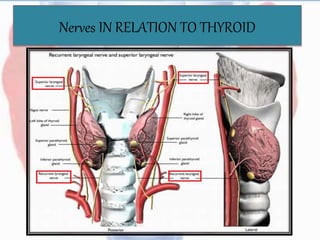 Nerves IN RELATION TO THYROID
 