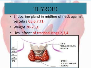 THYROID
• Endocrine gland in midline of neck against
vertebra C5,6,7,T1.
• Weight 20-25 g.
• Lies infront of tracheal rings 2,3,4
 