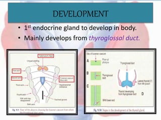 DEVELOPMENT
• 1st endocrine gland to develop in body.
• Mainly develops from thyroglossal duct.
 