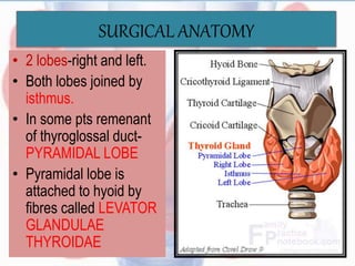 SURGICAL ANATOMY
• 2 lobes-right and left.
• Both lobes joined by
isthmus.
• In some pts remenant
of thyroglossal duct-
PYRAMIDAL LOBE
• Pyramidal lobe is
attached to hyoid by
fibres called LEVATOR
GLANDULAE
THYROIDAE
 