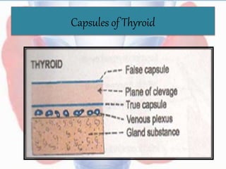 Capsules of Thyroid
 