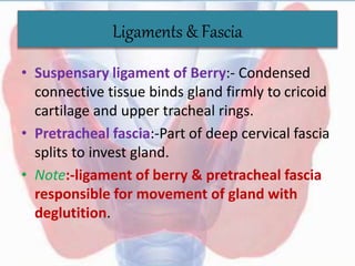 Ligaments & Fascia
• Suspensary ligament of Berry:- Condensed
connective tissue binds gland firmly to cricoid
cartilage and upper tracheal rings.
• Pretracheal fascia:-Part of deep cervical fascia
splits to invest gland.
• Note:-ligament of berry & pretracheal fascia
responsible for movement of gland with
deglutition.
 