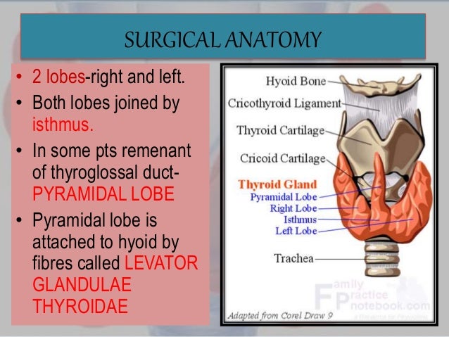 Surgery Thyroid Surgery Thyroid