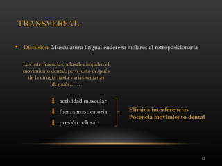 12
TRANSVERSAL
 Discusión: Musculatura lingual endereza molares al retroposicionarla
actividad muscular
fuerza masticatoria
presión oclusal
Elimina interferencias
Potencia movimiento dental
Las interferencias oclusales impiden el
movimiento dental, pero justo después
de la cirugía hasta varias semanas
después……
 