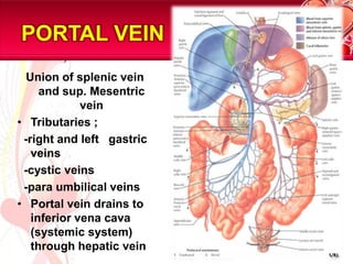PORTAL VEINUnion of splenic vein and sup. Mesentric veinTributaries ;  -right and left   gastric veins  -cystic veins  -para umbilical veinsPortal vein drains to inferior vena cava (systemic system) through hepatic vein5/81