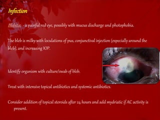 Infection 
Blebitis : - a painful red eye, possibly with mucus discharge and photophobia. 
The bleb is milky with loculations of pus, conjunctival injection (especially around the 
bleb), and increasing IOP. 
Identify organism with culture/swab of bleb. 
Treat with intensive topical antibiotics and systemic antibiotics. 
Consider addition of topical steroids after 24 hours and add mydriatic if AC activity is 
present. 
 
